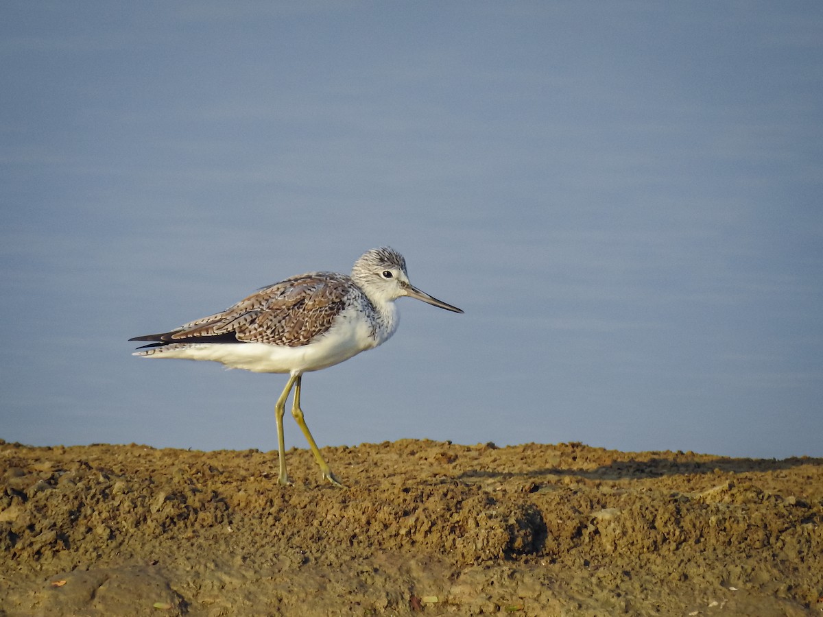 Common Greenshank - ML545535711