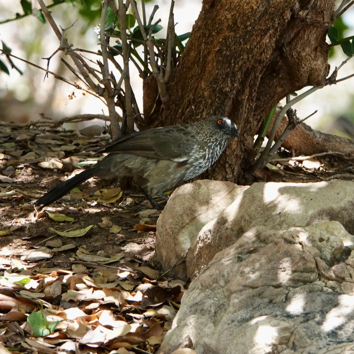 Arrow-marked Babbler - ML545536371