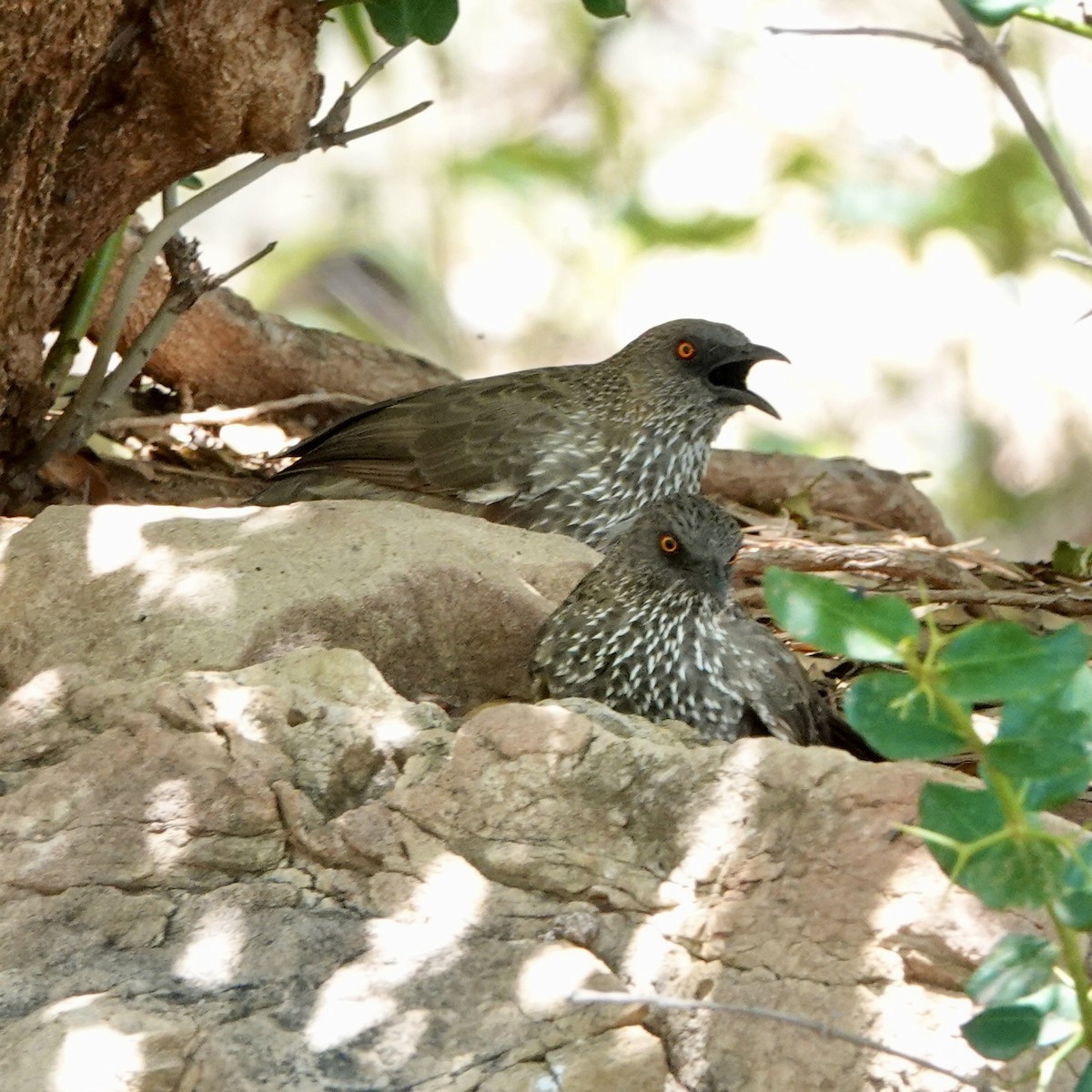 Arrow-marked Babbler - ML545537601