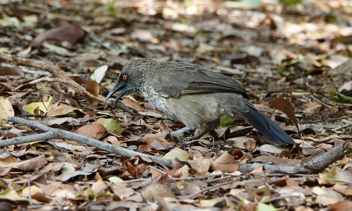 Cratérope fléché - ML545538991