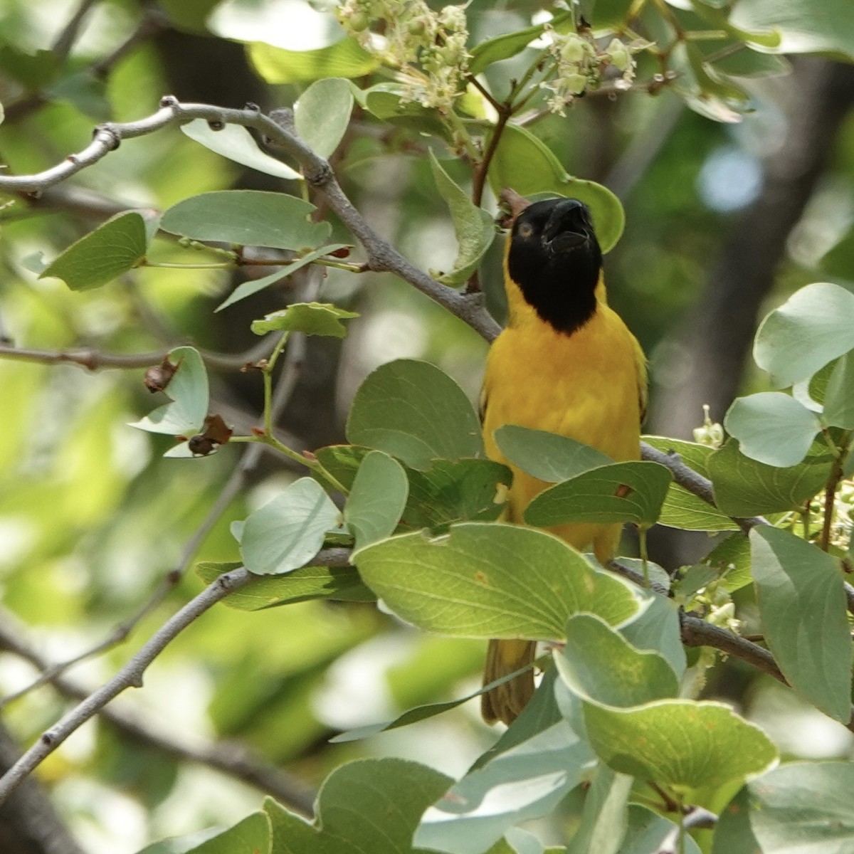 Lesser Masked-Weaver - ML545539711