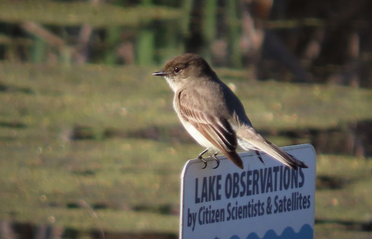 Eastern Phoebe - ML545540371