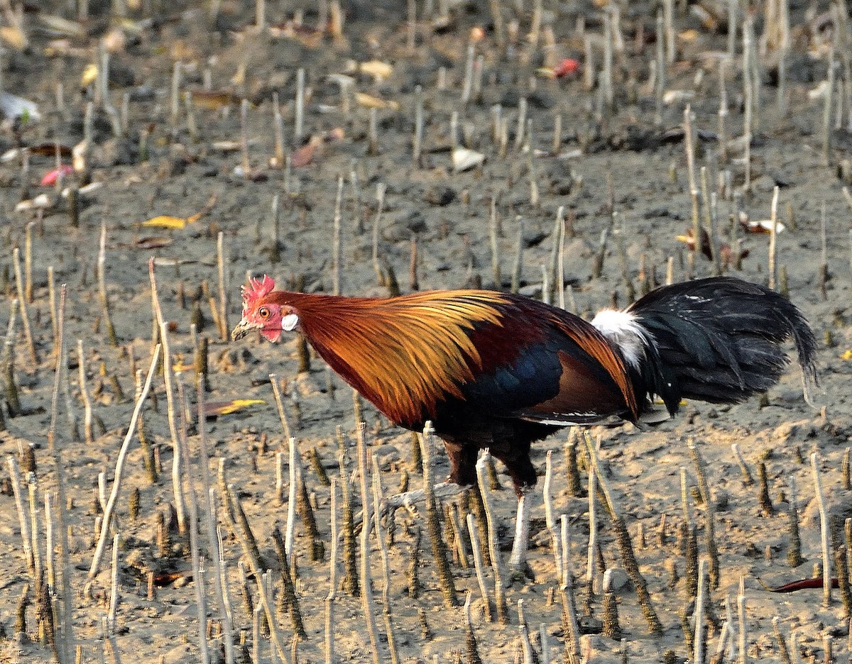 Red Junglefowl - ML545540791