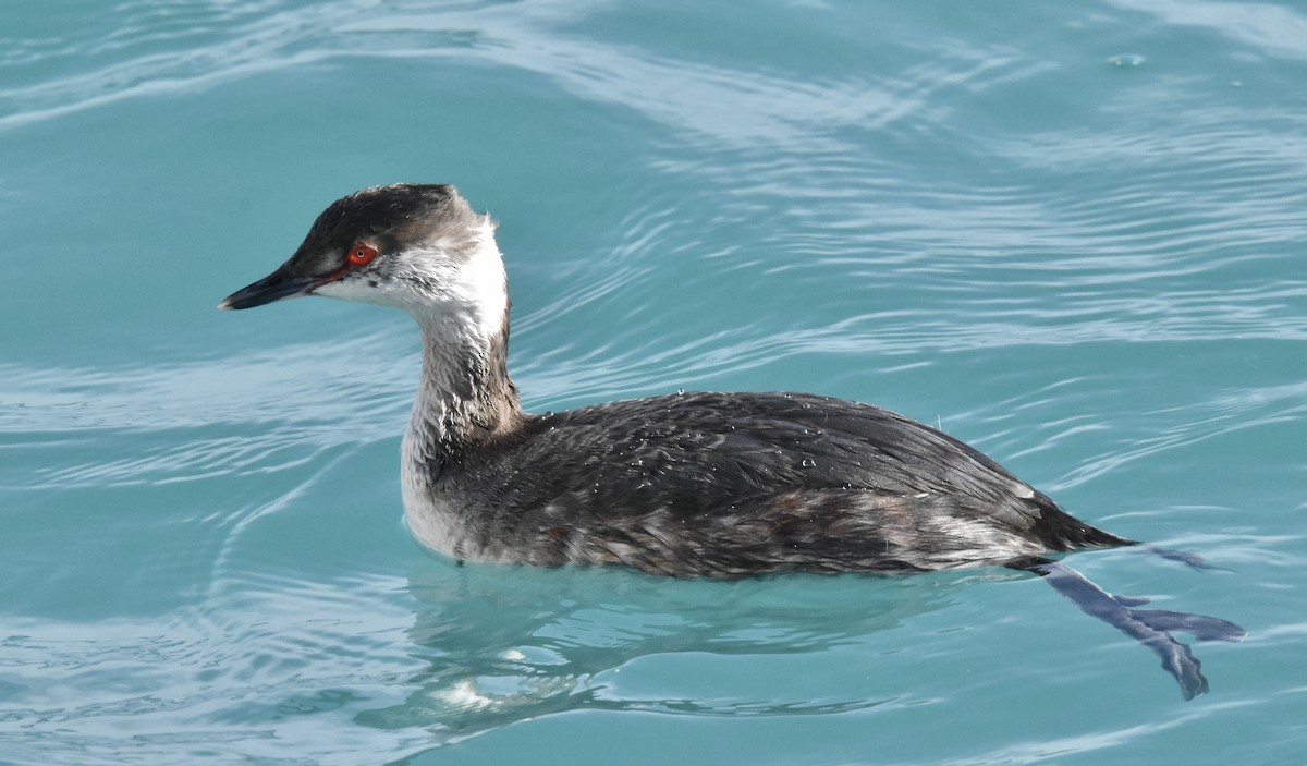 Horned Grebe - ML545541211