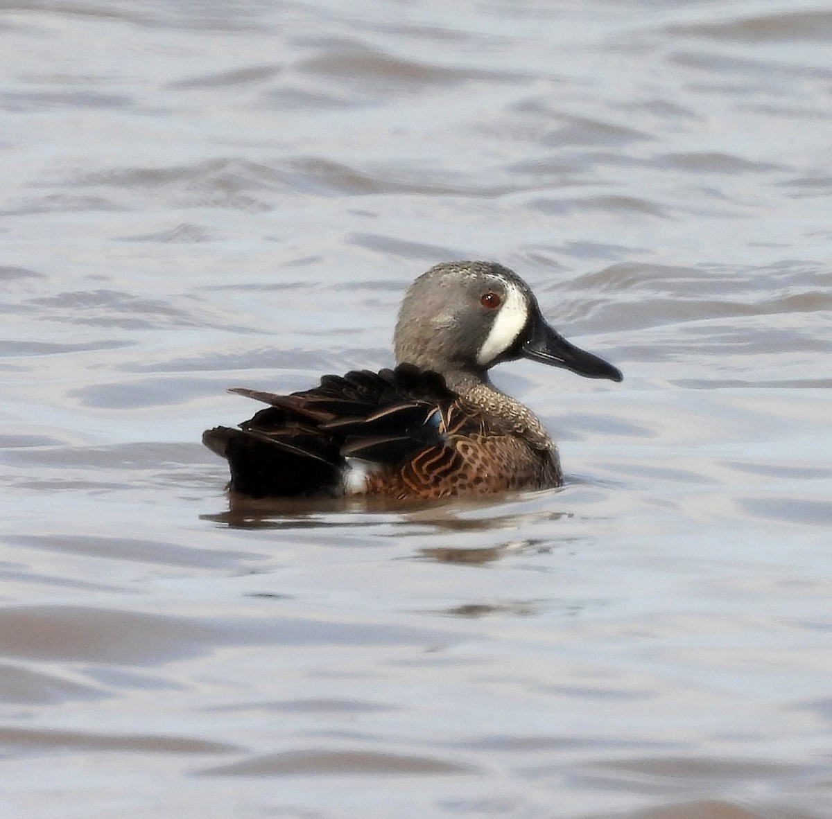 Blue-winged Teal - Cheryl Huner