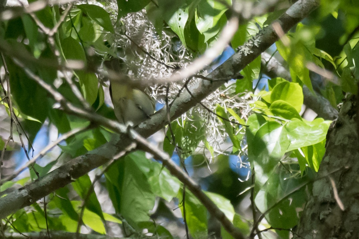 rødøyevireo - ML545541891