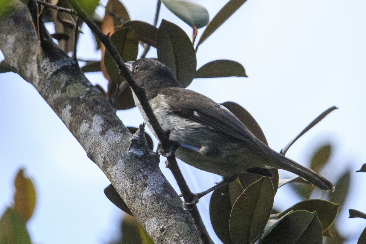 Puerto Rican Tanager - Michael Stubblefield