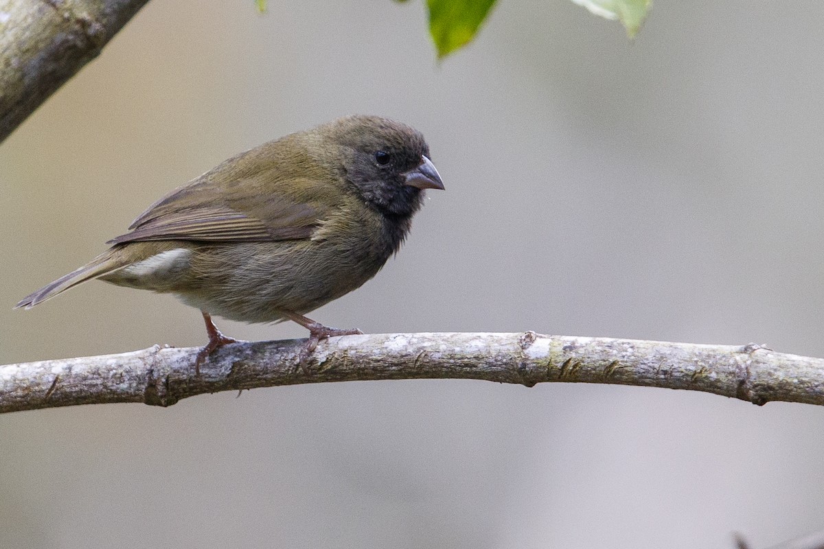 Black-faced Grassquit - ML545542961