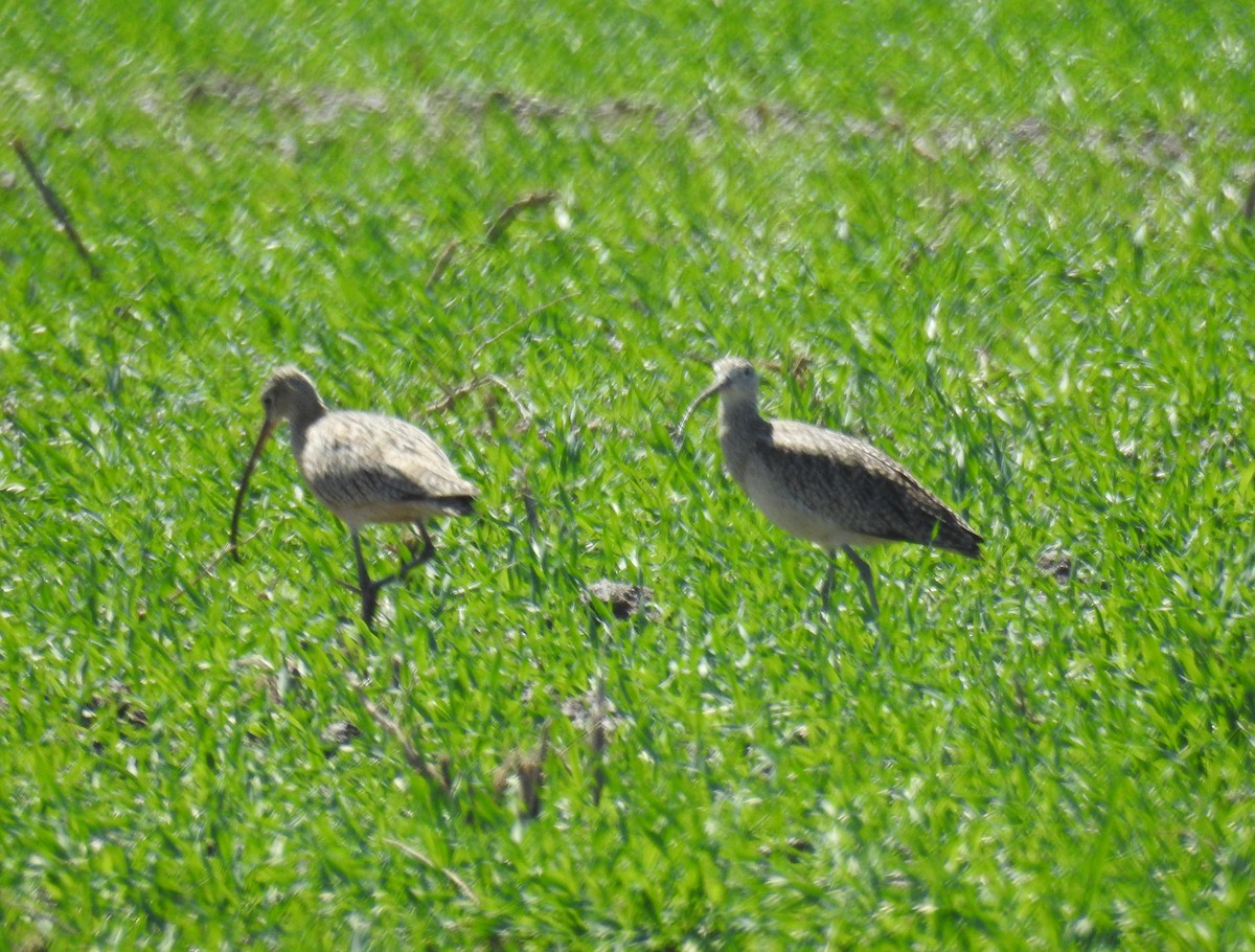 Long-billed Curlew - ML545542971