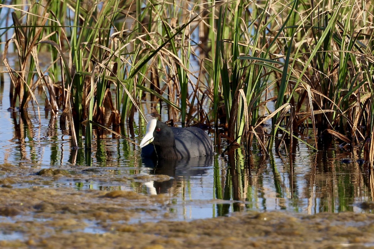 Hawaiian Coot - ML545543231