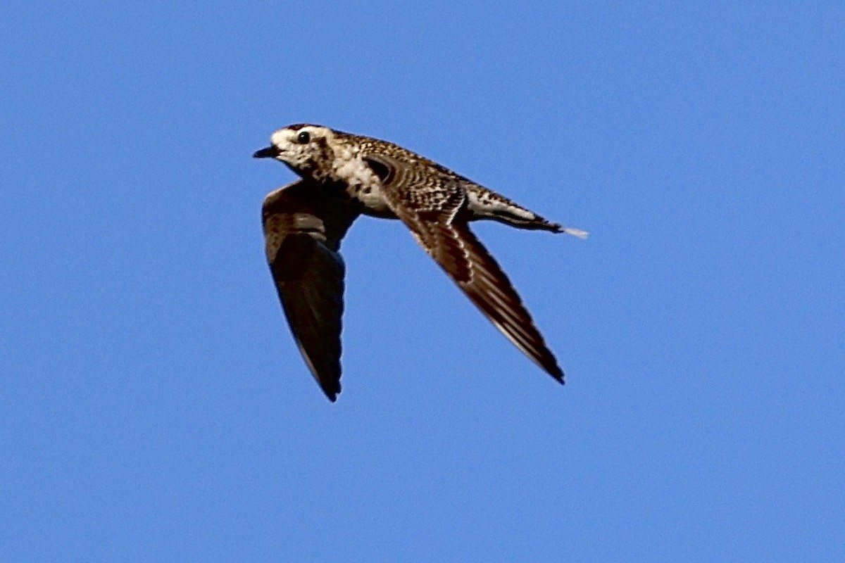 Pacific Golden-Plover - ML545543541