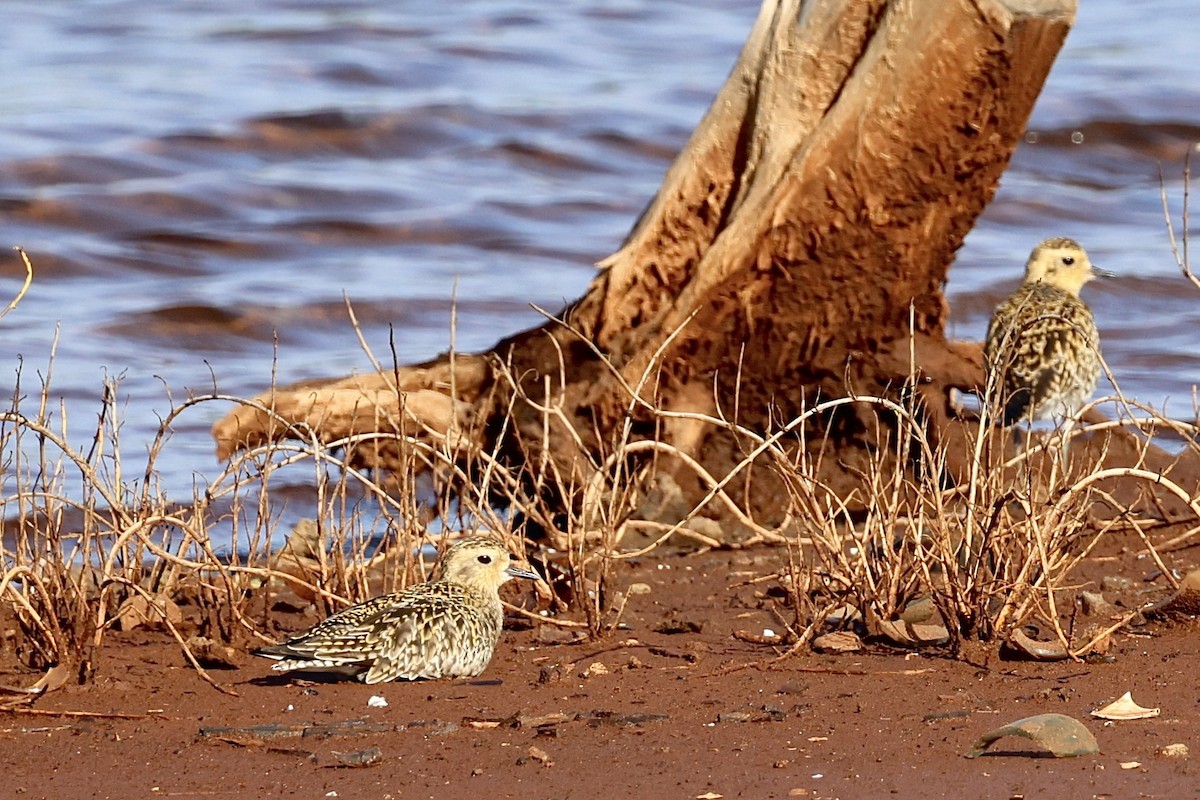 Pacific Golden-Plover - ML545544121