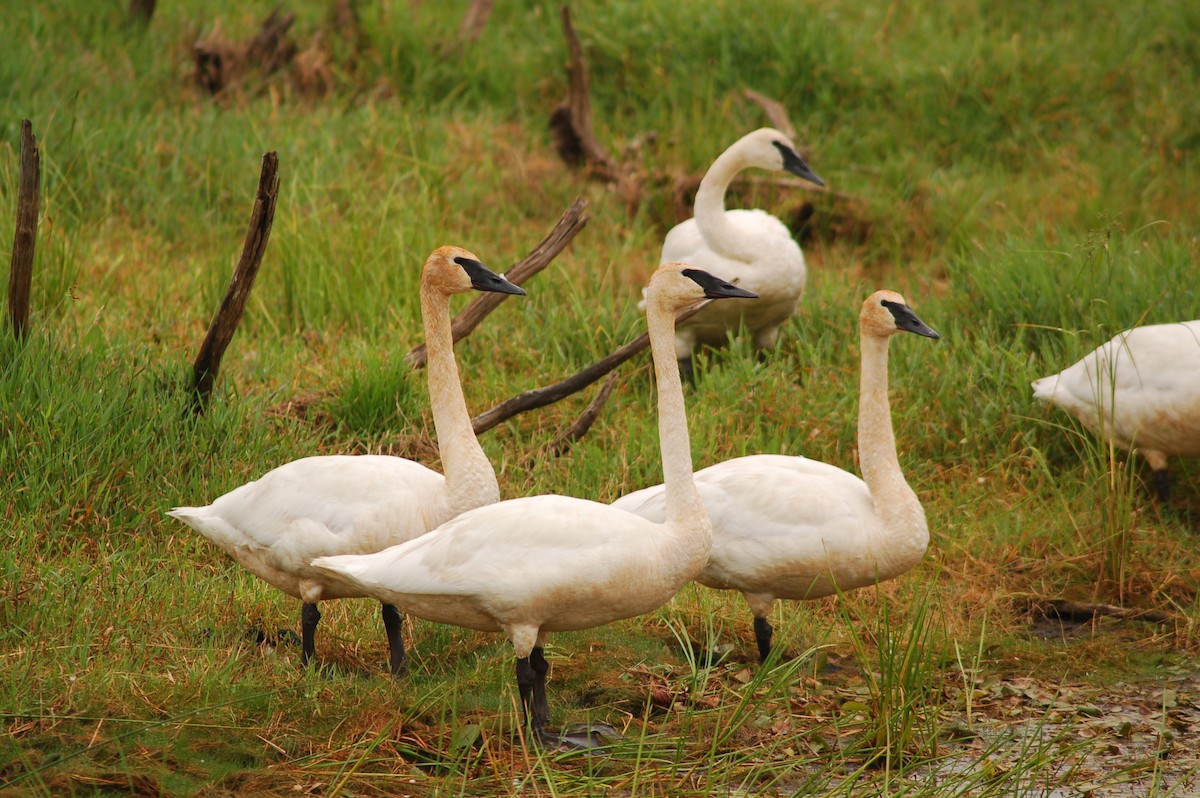 Trumpeter Swan - ML54554461