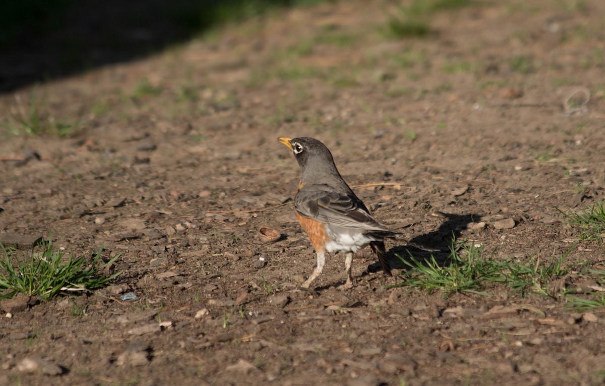 American Robin - ML54554481