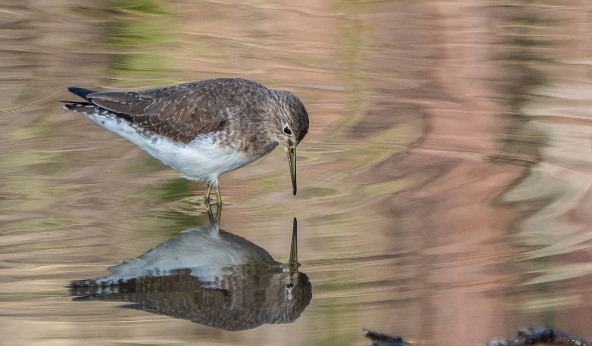 Solitary Sandpiper - Matt M.