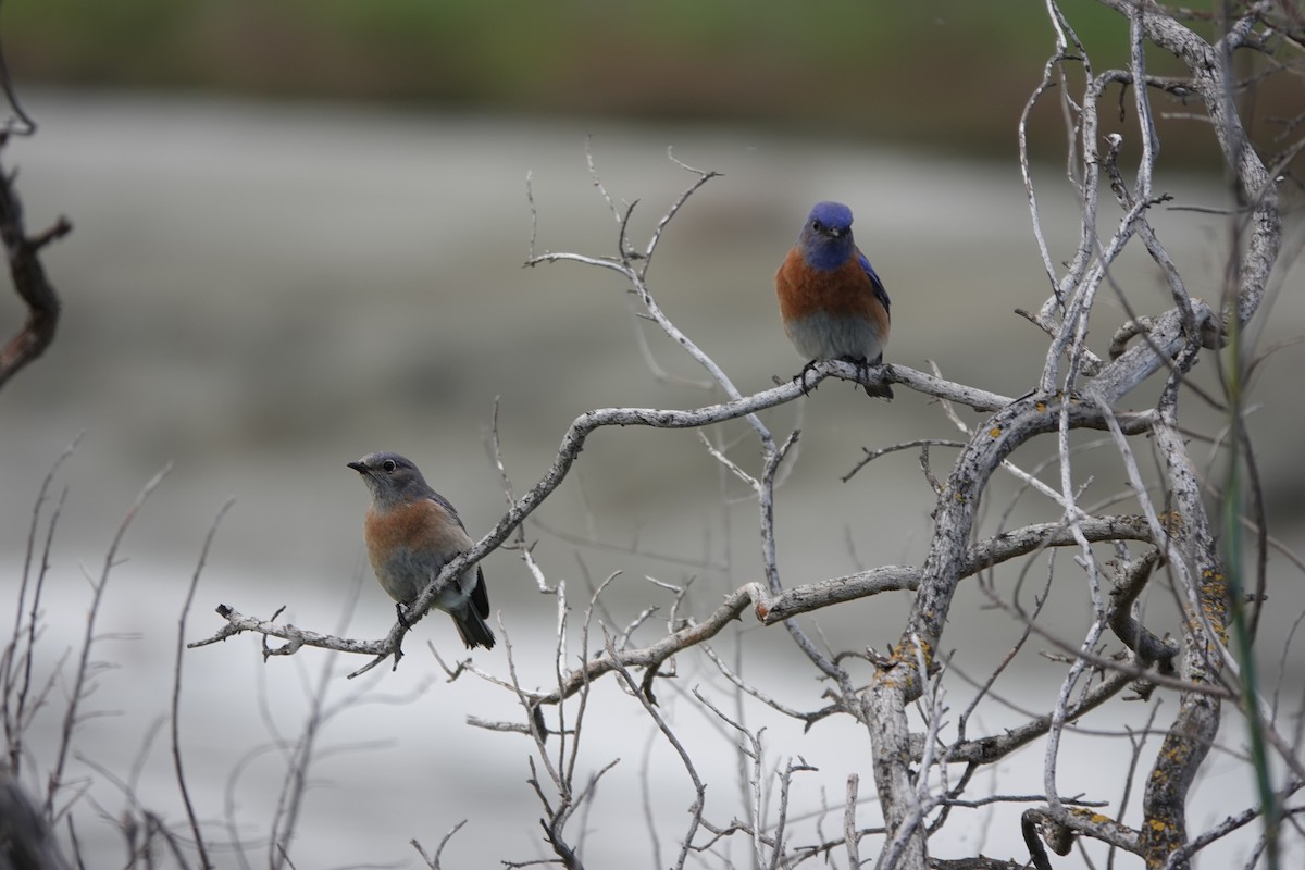 Western Bluebird - ML545545611