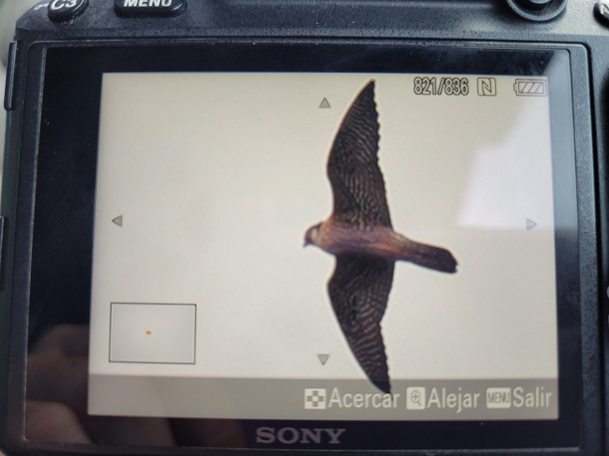 Peregrine Falcon - Maria Isabel Ledesma