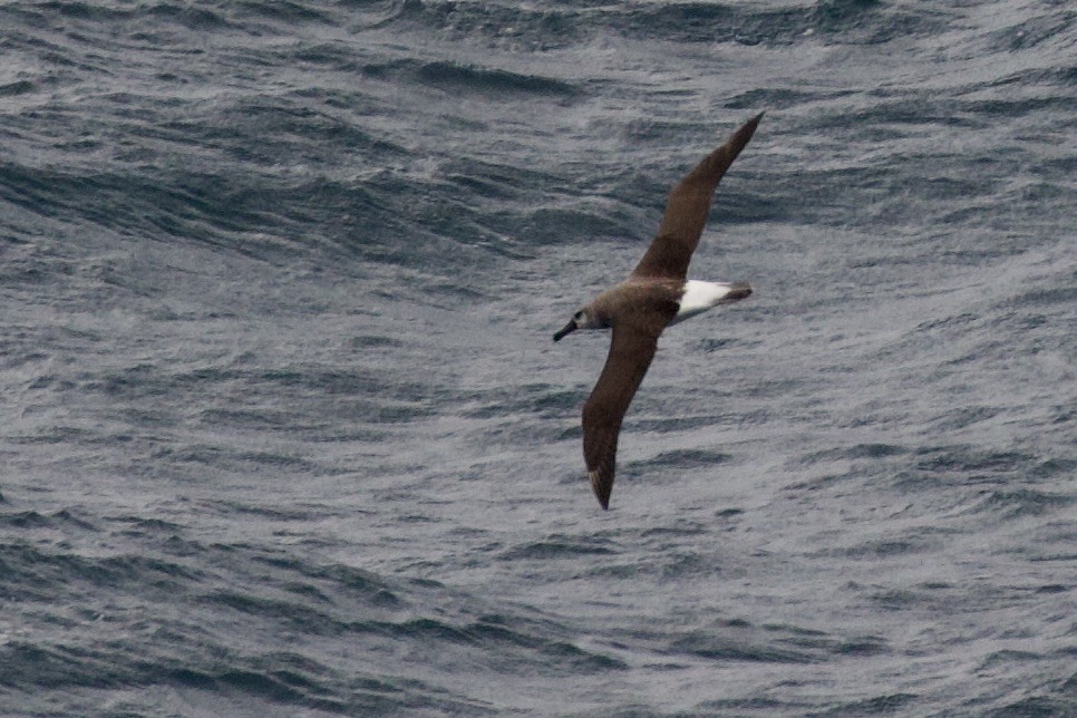 Gray-headed Albatross - ML545546641