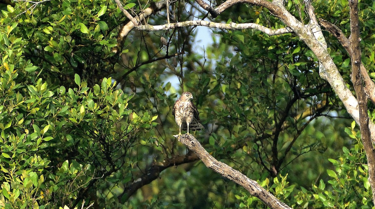 Shikra - ML545546721