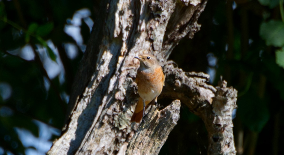 Common Redstart - ML545547101