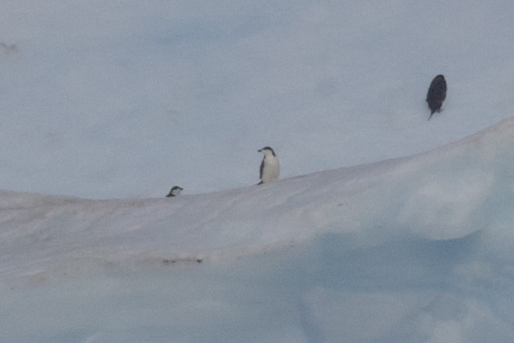 Chinstrap Penguin - ML545547381