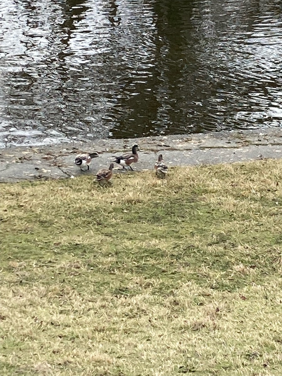 American Wigeon - ML545547571