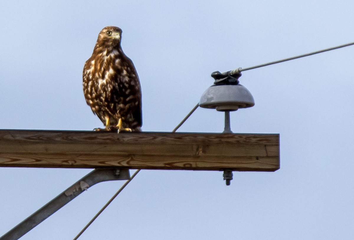 Red-tailed Hawk - ML545548391