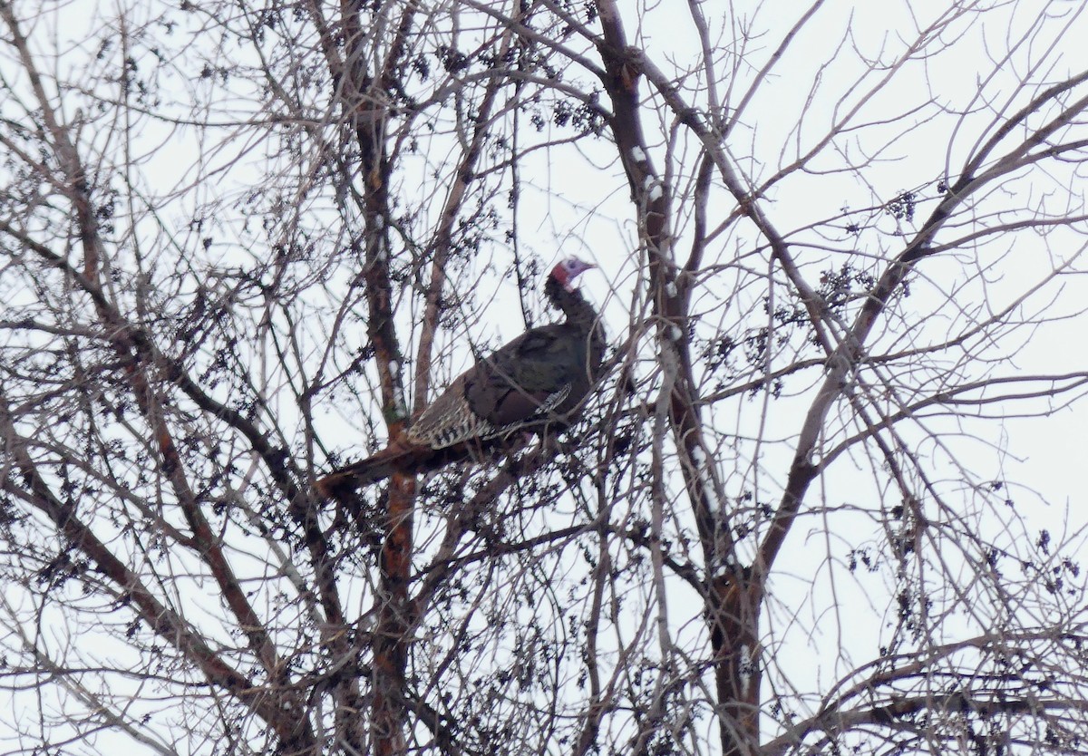 Wild Turkey - ML545551531