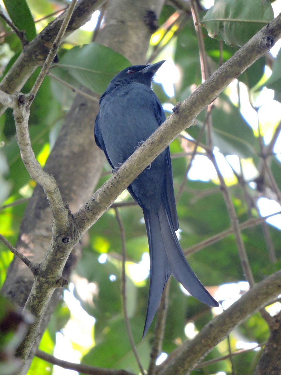 Ashy Drongo - ML54555201