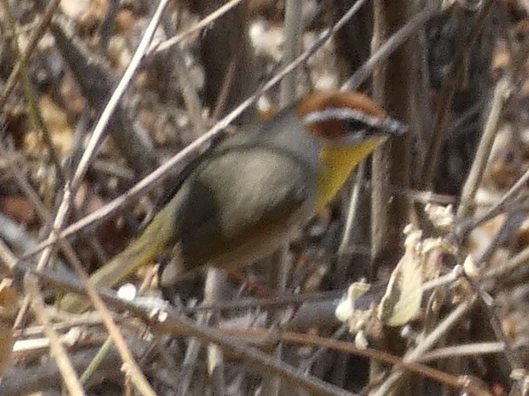 Rufous-capped Warbler - ML545552161