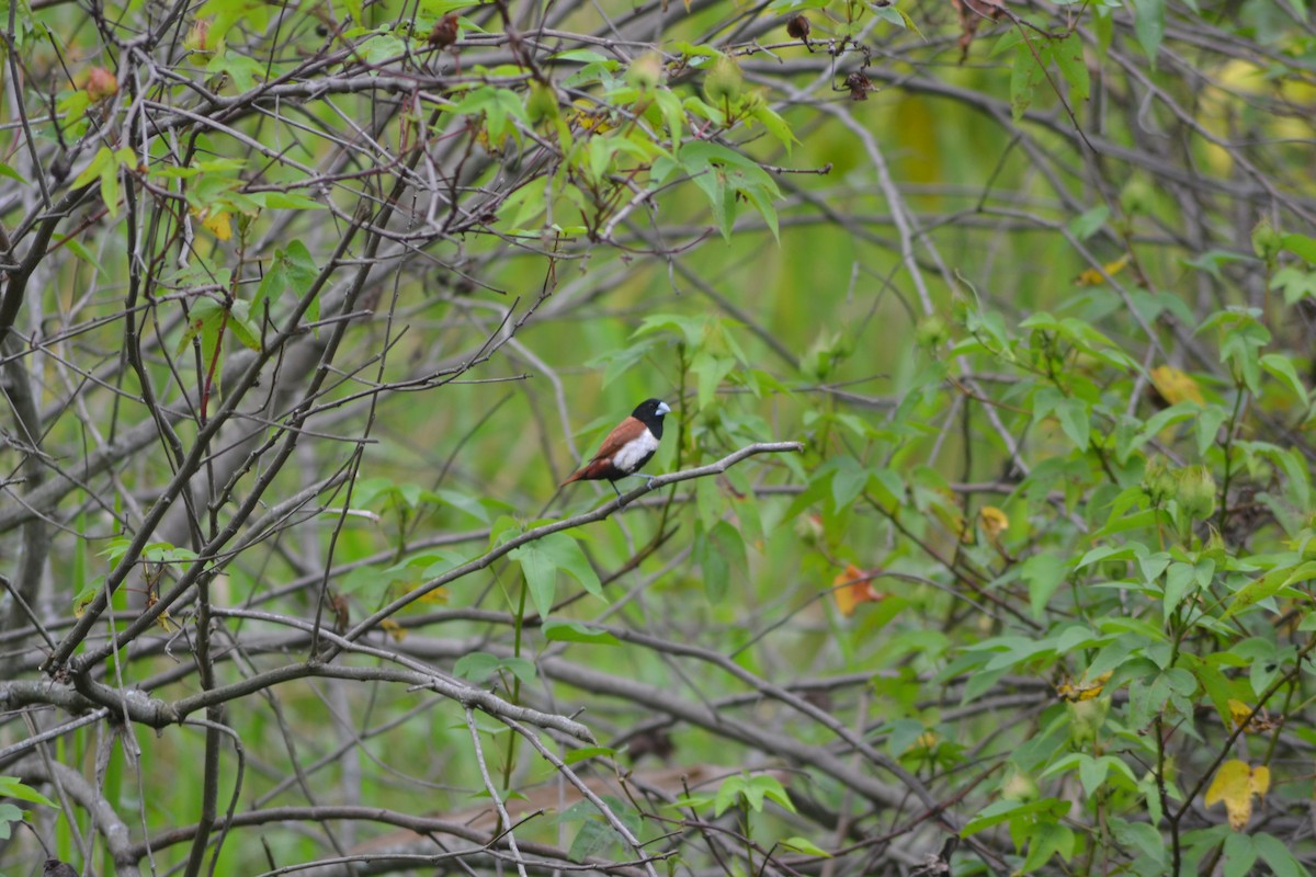 Tricolored Munia - ML545552611