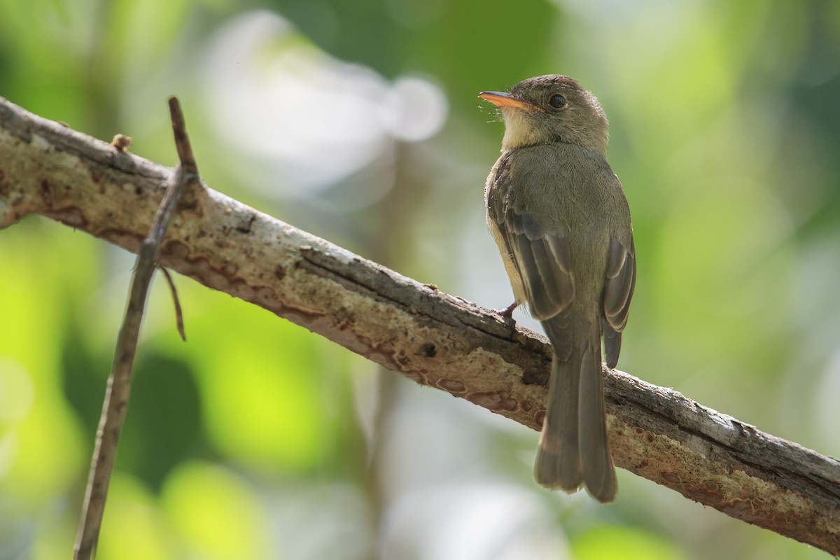 Lesser Antillean Pewee (Puerto Rico) - Michael Stubblefield