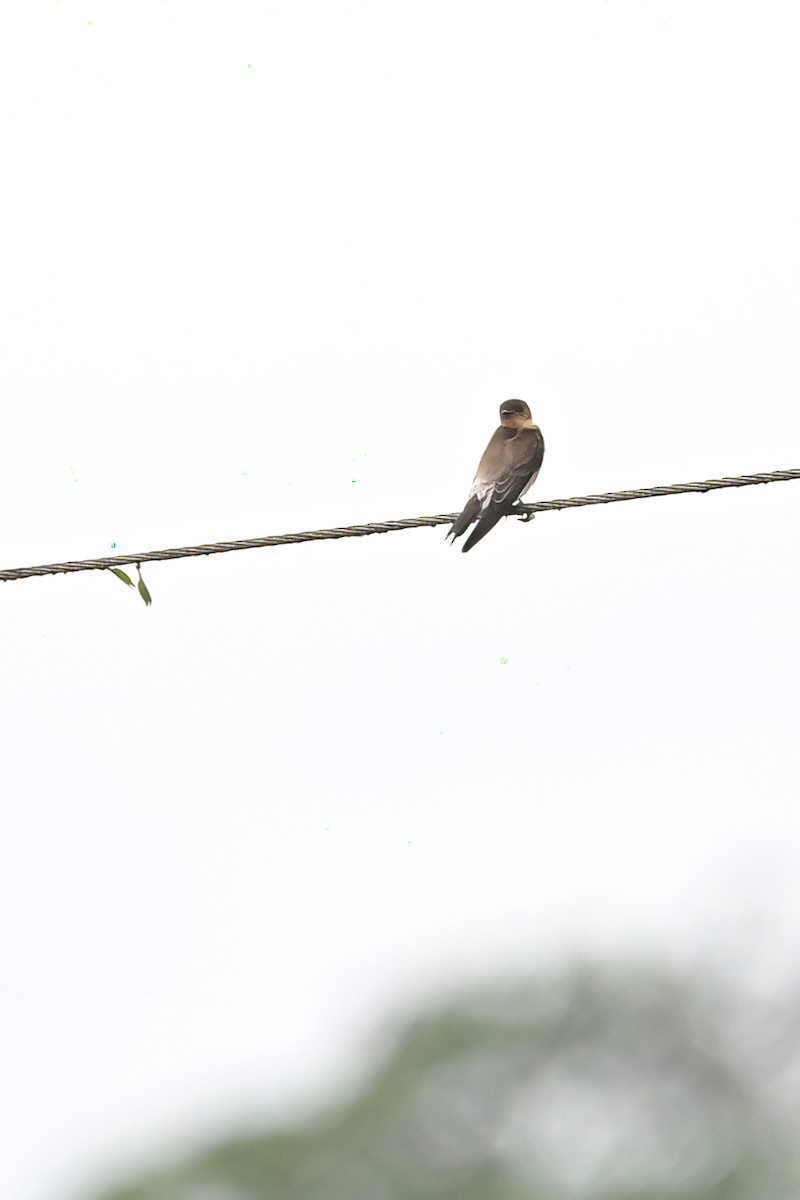 Southern Rough-winged Swallow - ML545553191