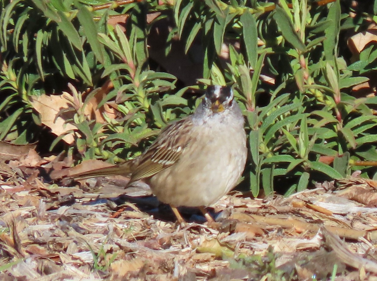 White-crowned Sparrow - ML545554991