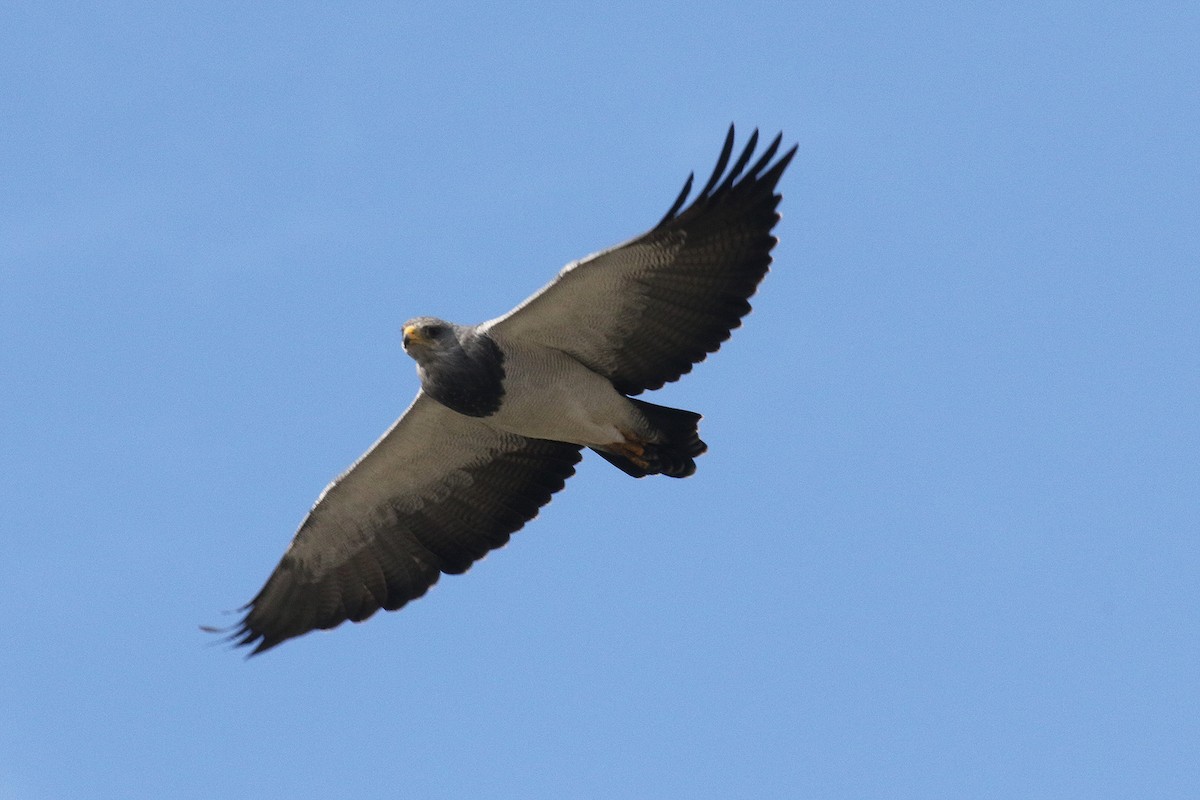 Black-chested Buzzard-Eagle - Fabrice Schmitt