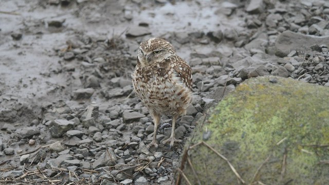 Burrowing Owl - ML545555541