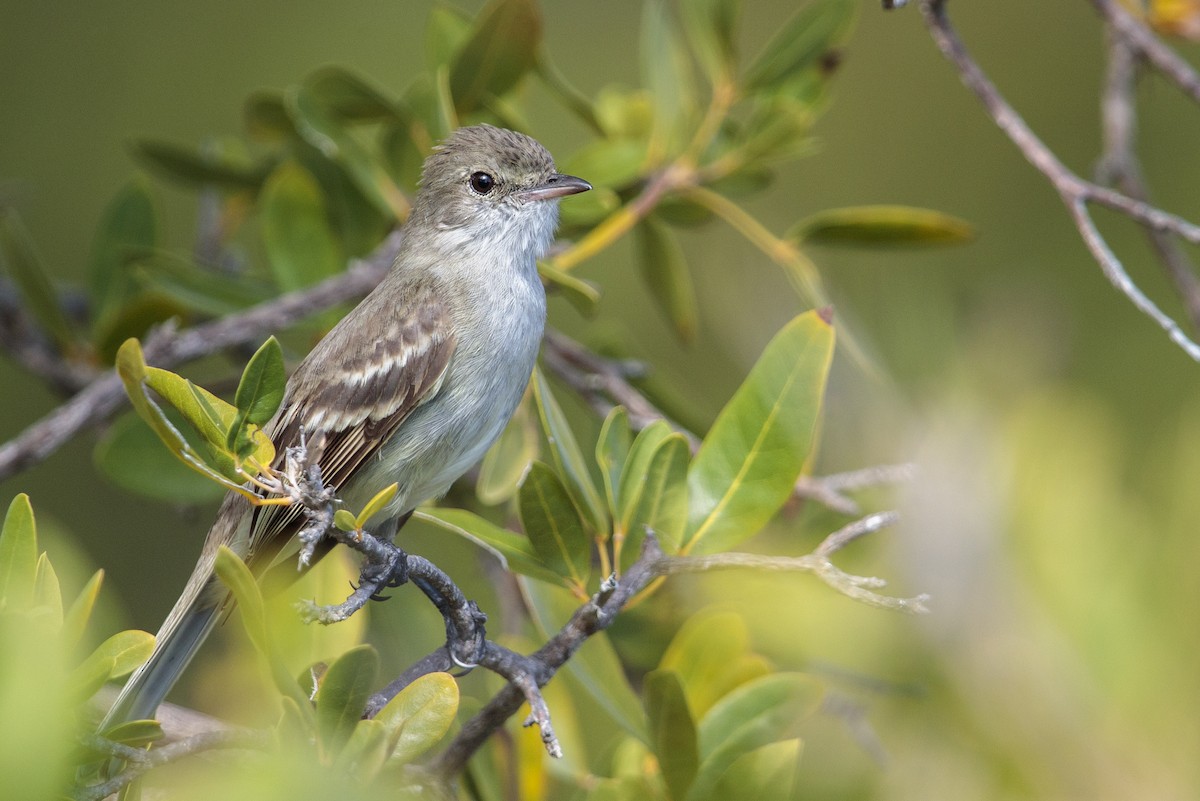 Caribbean Elaenia - ML545557331