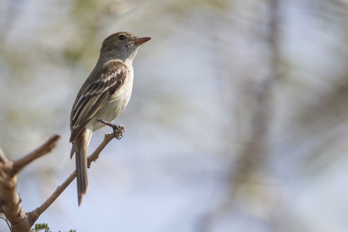 Caribbean Elaenia - ML545557351