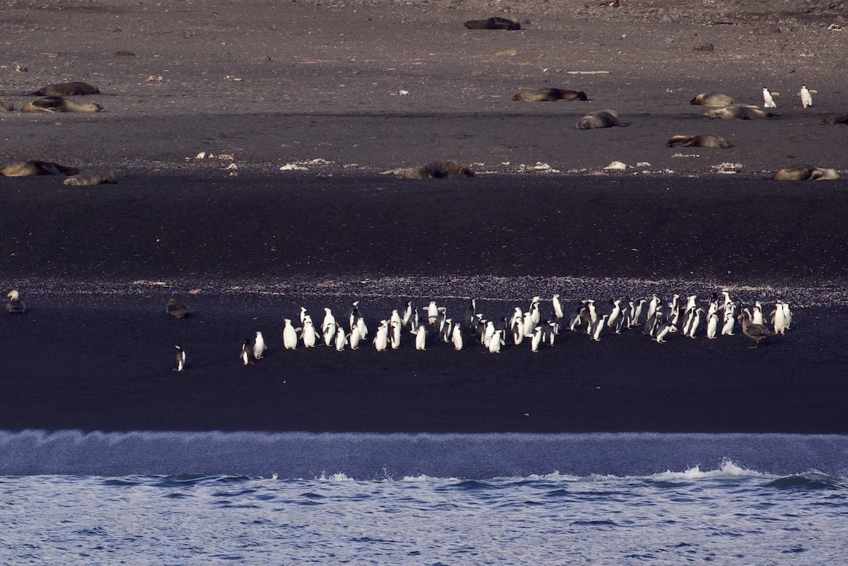 Chinstrap Penguin - ML545559281