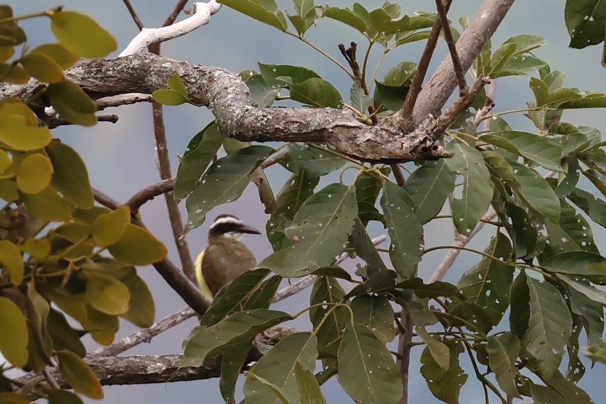 Great Kiskadee - ML545559991