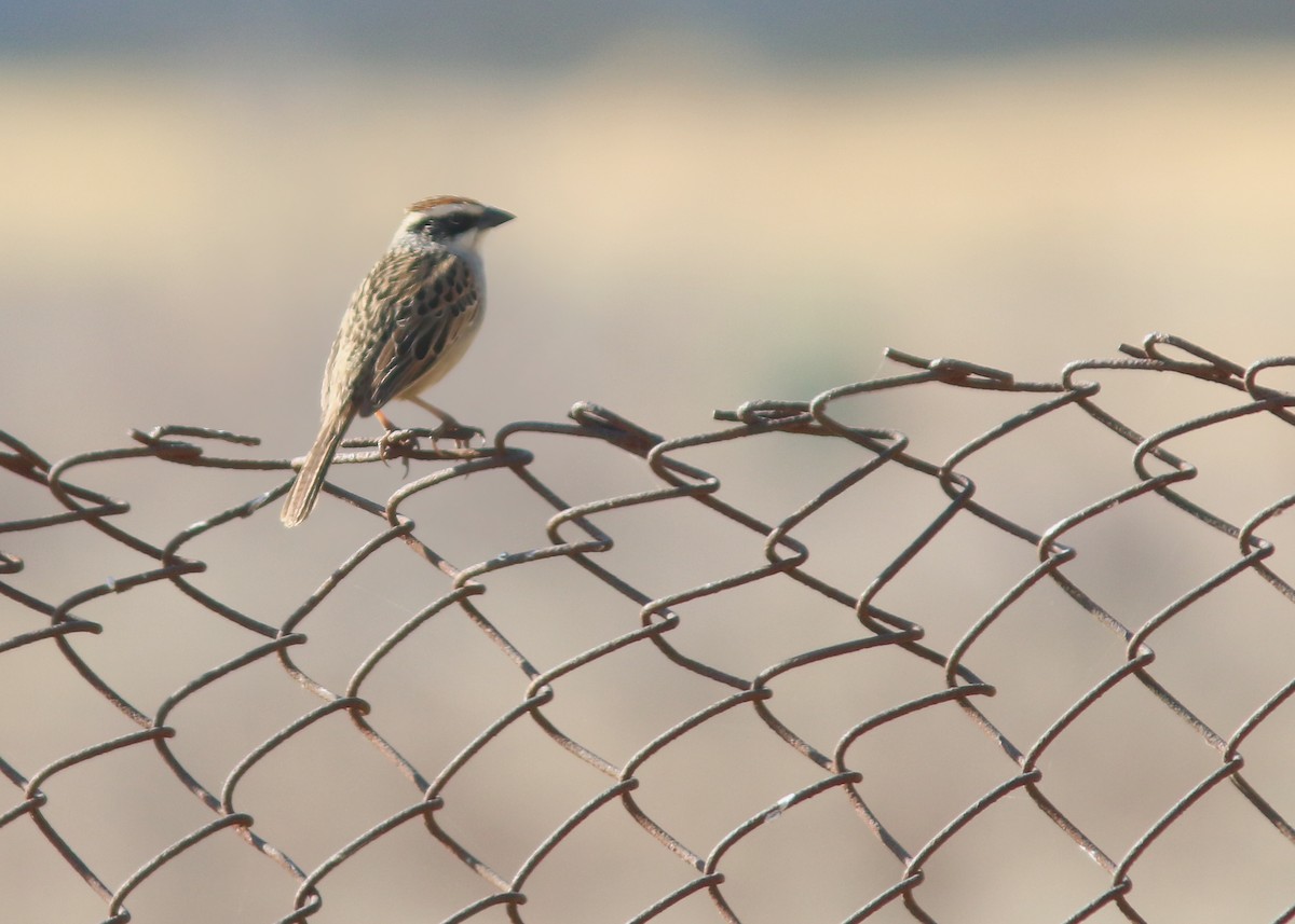 Striped Sparrow - Jared Clarke