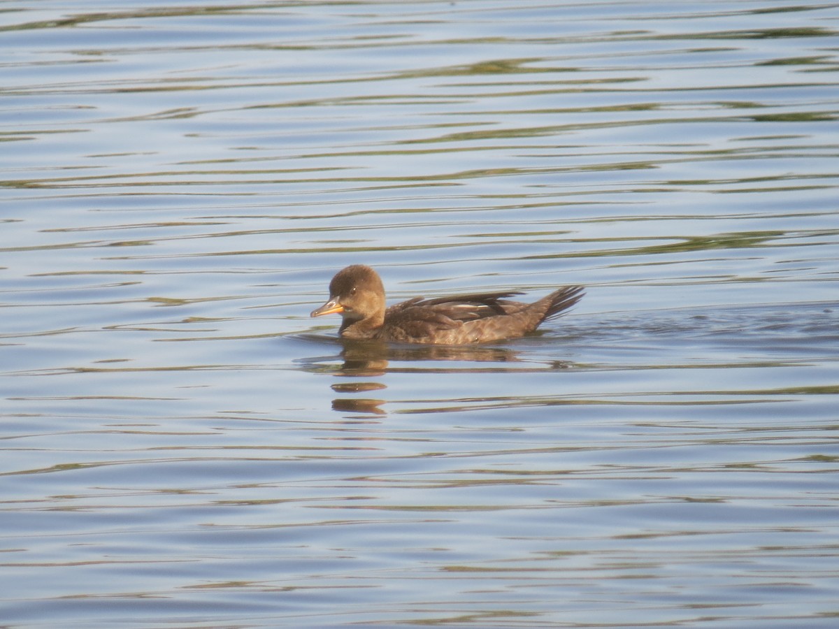 Hooded Merganser - ML545560521