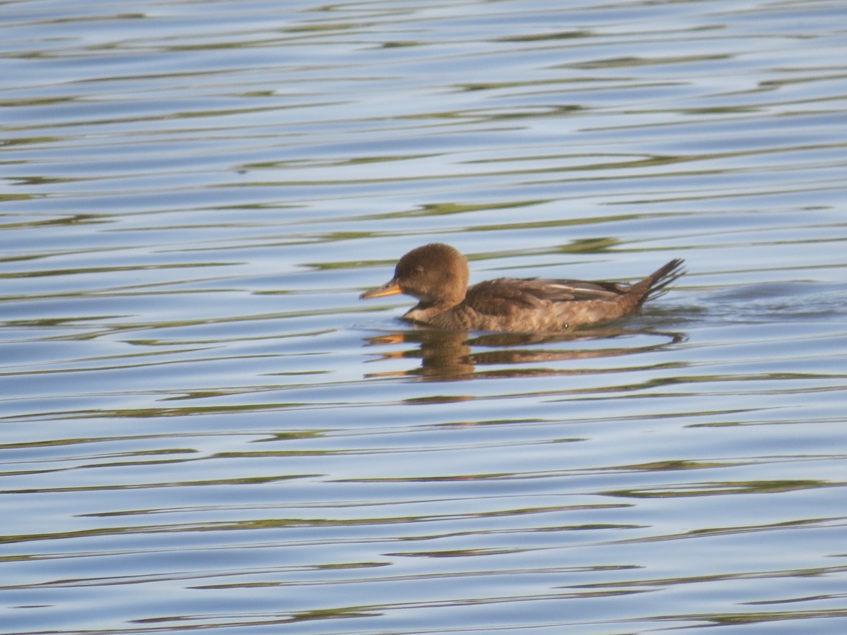 Hooded Merganser - ML545560591