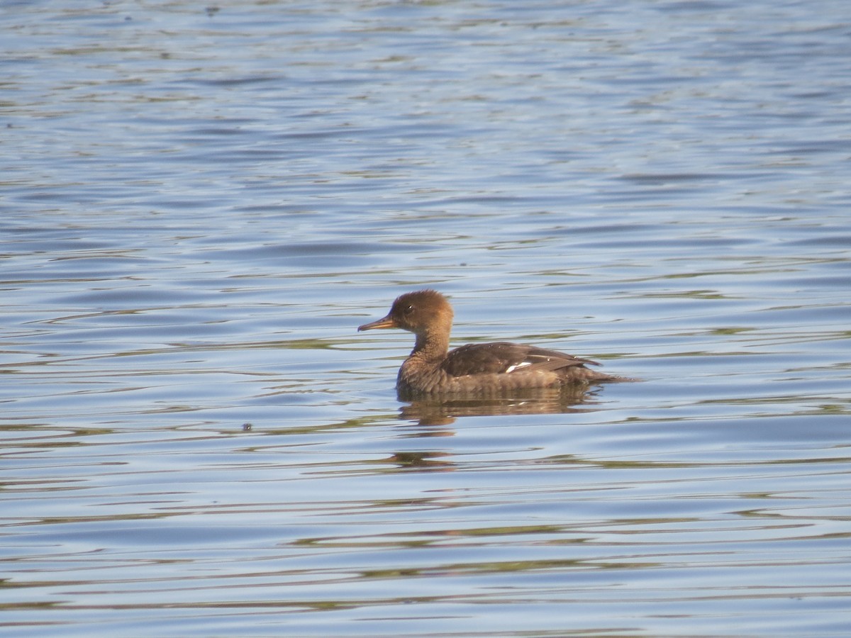 Hooded Merganser - ML545560751