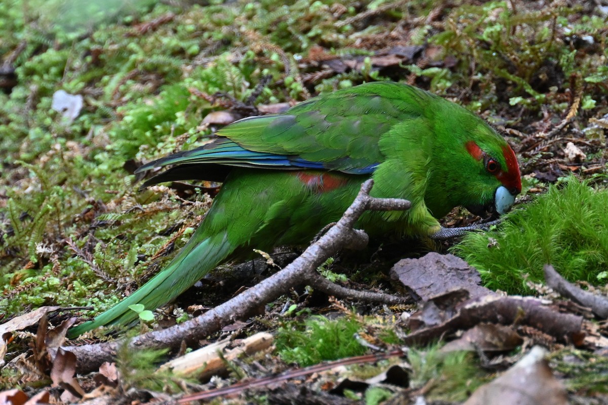 Red-crowned Parakeet - Ann Kohlhaas