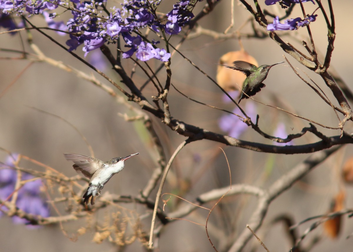 Violet-crowned Hummingbird - ML545562311