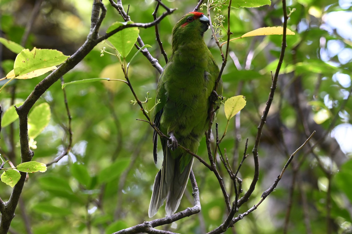 Red-crowned Parakeet - Ann Kohlhaas