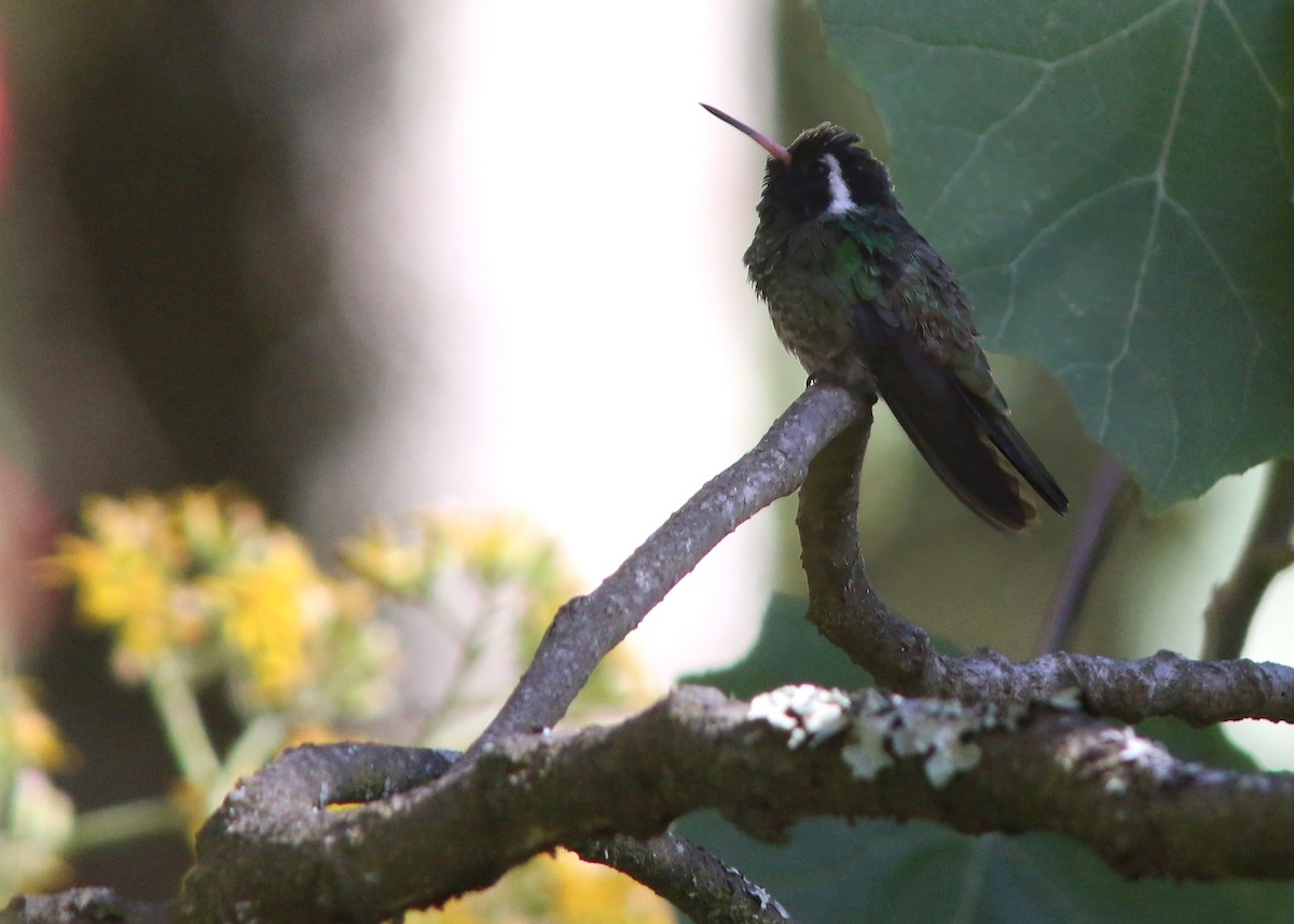kolibřík bělouchý - ML545562501