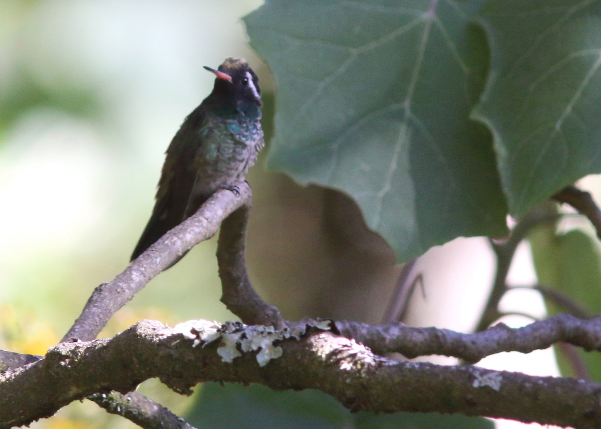 White-eared Hummingbird - ML545562511