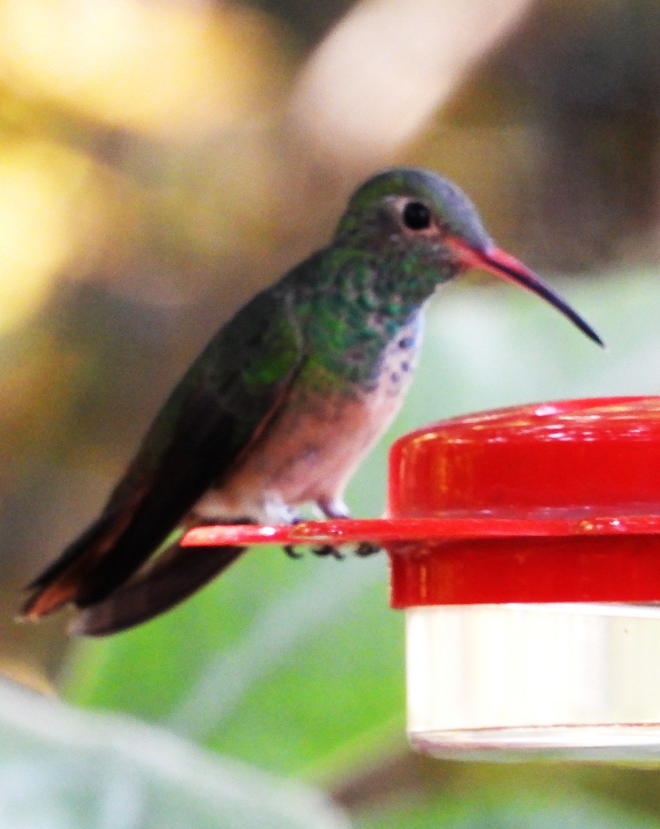 kolibřík yukatanský - ML545562661